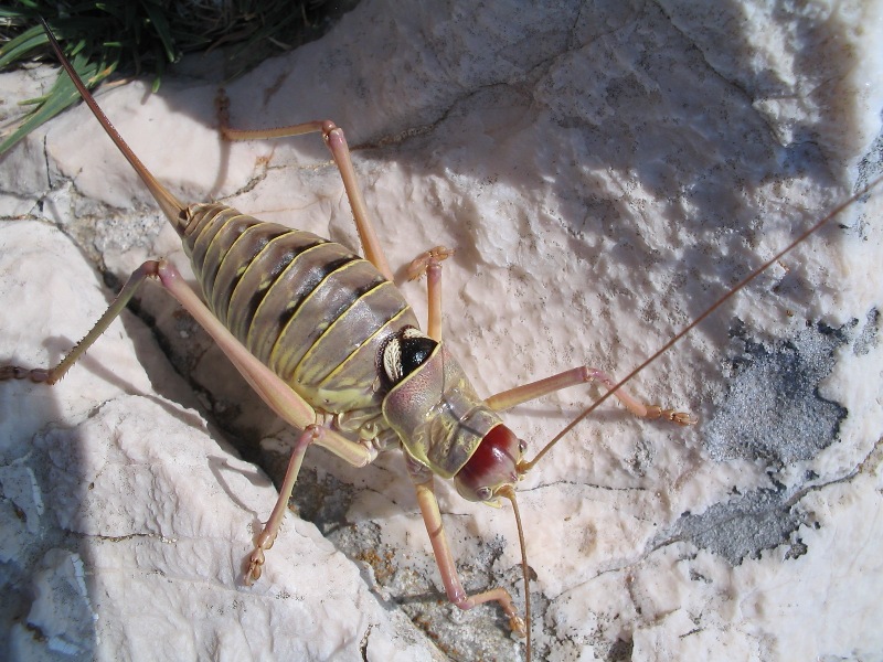 Ephippiger discoidalis e Antaxius (Chopardius) pedestris